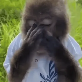 🐵 mono, animal, lindo, gracioso, primate whatsapp sticker