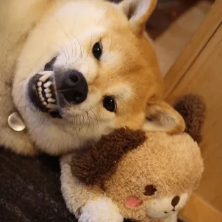 😁 chien, shiba inu, mignon, animal de compagnie, animal, drôle, mème whatsapp sticker