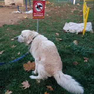 💩 ВЫГУЛ СОБАК ЗАПРЕЩЕН Hund, kein Kot, Hundepark, Schild, verboten, Russisch telegram sticker