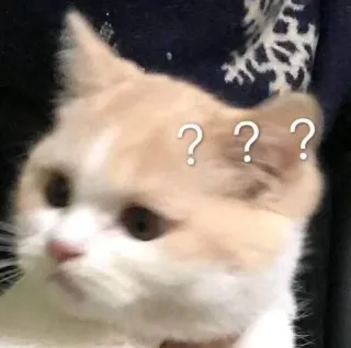 ❓ ??? кот, в замешательстве, вопрос, думает, питомец telegram sticker
