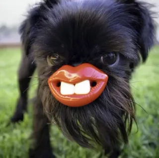 😚 perro, labios, animal, gracioso, raro, mascota, canino telegram sticker