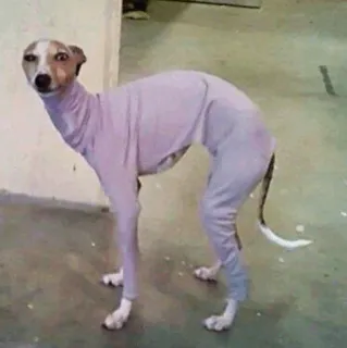 🧈 chien, lévrier, animal, col roulé, animal de compagnie telegram sticker
