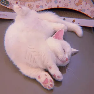 🧁 kot, śpiący, zwierzę, słodki, zwierzę domowe, zwierzę domowe, biały kot telegram sticker