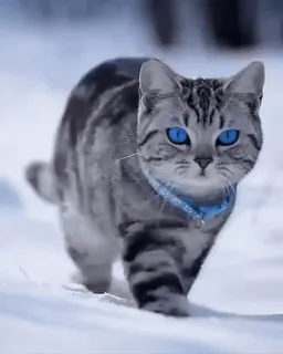 🐱 kot, kociak, zwierzę domowe, zwierzę, śnieg, zima, niebieskie oczy telegram sticker