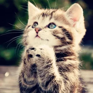 🙏 anak kucing, kucing, lucu, hewan peliharaan, hewan, felin, kucing domestik, kucing kecil telegram sticker