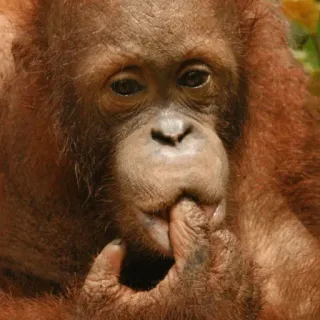 😏 orangutan telegram sticker
