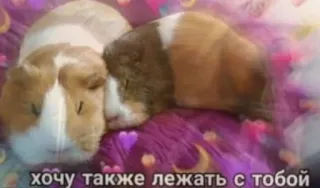 ❤️ хочу также лежать с тобой guinea pigs, animals, pets, hearts, love, russian text telegram sticker