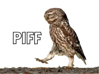🐦 PIFF сова, птица, животное, ходьба telegram sticker