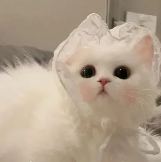 🐾 gato, animal, lindo, blanco, mascota, gatito, esponjoso telegram sticker