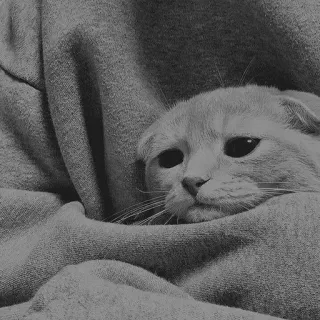🖇 cat, sad, cute, animal, pet, kitten telegram sticker