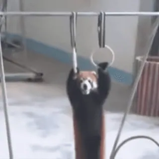 💪 panda rosso, animale, ginnastica, esercizio, sbarra telegram sticker