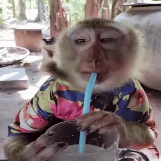 🧃 singe, animal, boisson, mignon, drôle, tropical whatsapp sticker