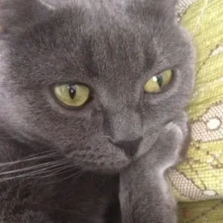 🐜 猫, 灰猫, 动物, 宠物, 沉思, 思考, 可爱, 家猫 telegram sticker