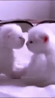 Cute kitty 🐱 ❤💕 @r_squared_rishabh — @stckrRobot telegram stickers