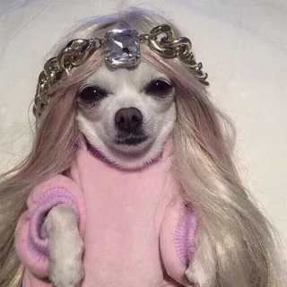 👸 chien, chihuahua, perruque, princesse, mignon telegram sticker