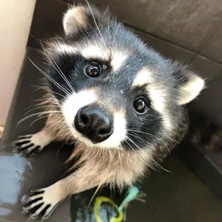 🥺 енот, животное, милый, дикая природа, млекопитающее telegram sticker