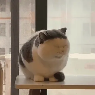 🥱 고양이, 귀여운, 애완동물, 동물, 집고양이, 고양이과 whatsapp sticker