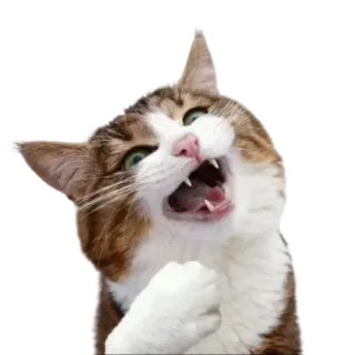 🤣 gato, zangado, chiando, felino, animal, animal de estimação, gato doméstico telegram sticker