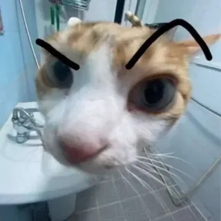 🤨 cat, funny, pet, animal, domestic cat, feline, meme whatsapp sticker