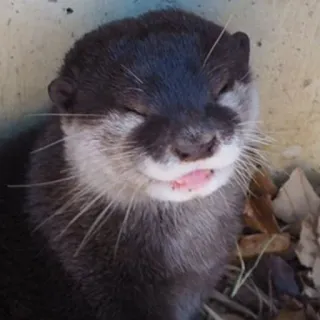 🐾 loutre, animal, mammifère, faune, mignon, nature whatsapp sticker