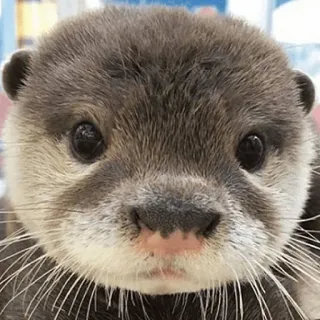 🙂 Loutre, Animal, Mignon, Faune, Mammifère telegram sticker