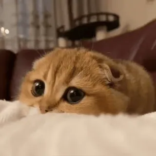 😻 cat, cute, animal, pet, kitten, funny telegram sticker