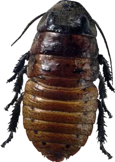 😥 insect, cockroach, bug, pest, animal whatsapp sticker