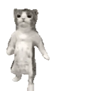 👯 chat, danse, mème, animal, drôle, mignon telegram sticker
