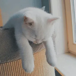 🐱 kot, śpiący, zwierzę, biały kot, słodki, zwierzę domowe telegram sticker