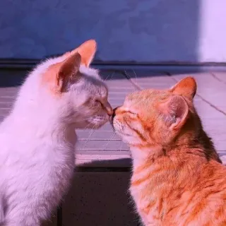 ❤️ cats, animals, kissing, love, affection, cute, domestic animals telegram sticker