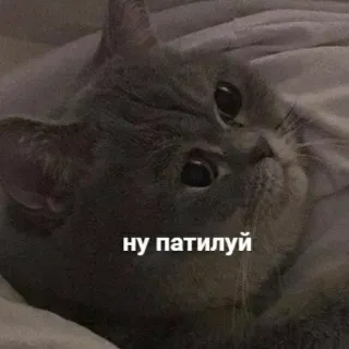 🥺 ну патилуй แมว, น่ารัก, สัตว์, สัตว์เลี้ยง whatsapp sticker