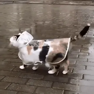 🧥 chat, pluie, imperméable, animal de compagnie, animal, mignon, météo telegram sticker