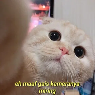 💛 eh maaf gais kameranya miring gato, animal de estimação, fofo, animal, câmera torta, desculpa, câmera inclinada telegram sticker