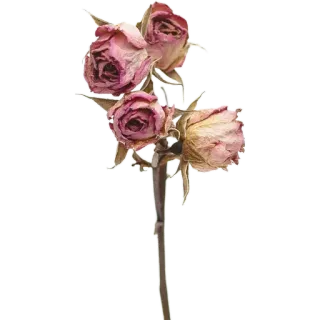 🥀 ดอกไม้, กุหลาบ, ดอกไม้แห้ง, ลายดอก, ธรรมชาติ, สีชมพู telegram sticker