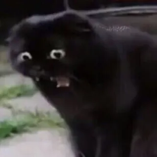 😲 chat, chat noir, drôle, mème, animal, effrayé telegram sticker