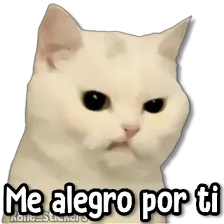 😑 Me alegro por ti 猫, 表情包, 开心, 可爱 whatsapp sticker