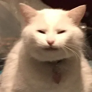 ☺️ cat, white cat, animal, pet, domestic animal, funny, meme telegram sticker