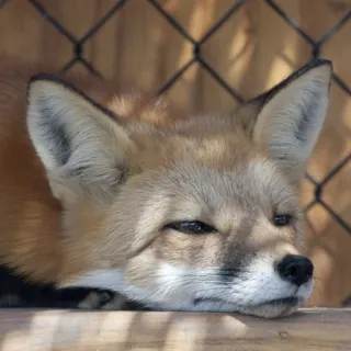 🦊 whatsapp sticker