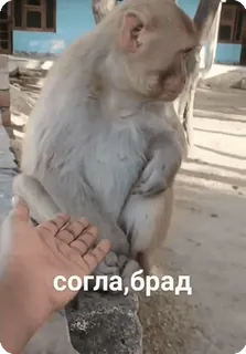 🌟 согла,брад scimmia, animale, russo, d'accordo, mano, divertente, amico whatsapp sticker