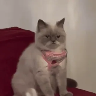 🤨 mèo, thú cưng, động vật, dễ thương, thú nuôi, mèo telegram sticker