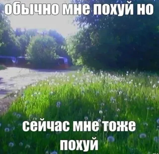 🙂 обычно мне похуй но сейчас мне тоже похуй Meme, Natur, Gleichgültigkeit, Russische Sprache, Löwenzahn telegram sticker
