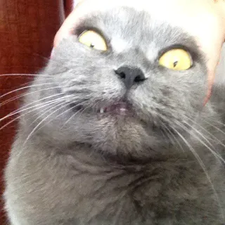 🐱 gato, animal, mascota, gris, doméstico, cara, lindo, mamífero telegram sticker