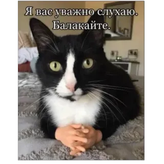 👍 Я вас уважно слухаю. Балакайте. Katze, Zuhören, Meme, Ukrainisch, Lustig telegram sticker