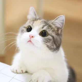 🤔 แมว, น่ารัก, สัตว์, สัตว์เลี้ยง, ตา telegram sticker