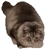 🐱