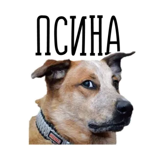 🐕 dog, pet, animal, collar, canine, domestic animal telegram sticker
