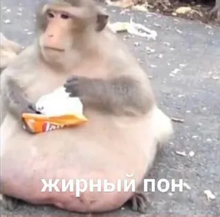 🐷 жирный пон monkey, animal, fat, eating telegram sticker