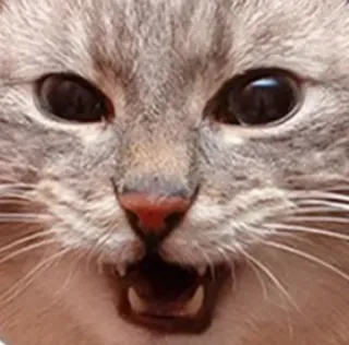 Кубические котончики by @fStikBot telegram stickers