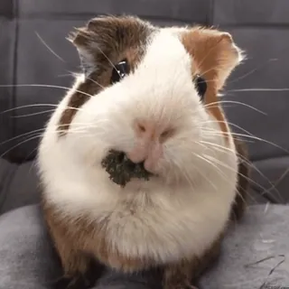 🐹 guinea pig, animal, pet, rodent, cute telegram sticker