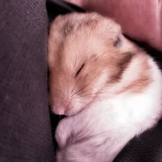🤏 hamster, animal, cute, sleeping, rodent telegram sticker